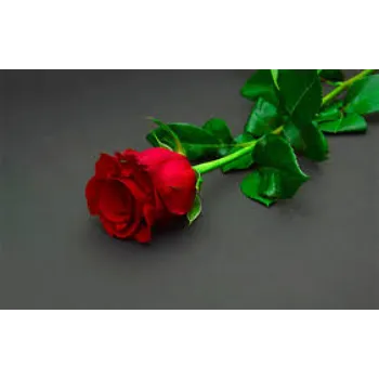 No1 Red Rose